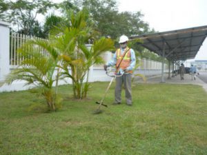 Công Ty Dịch Vụ Chăm Sóc Cây Xanh Bình Dương