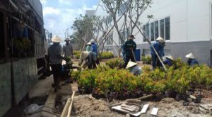 Dịch Vụ Chăm Sóc Cây Cảnh Cho Công Ty Tại Bình Dương