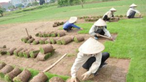 Hình đại diện Dịch Vụ Chăm Sóc Cây Xanh Tại Bình Dương