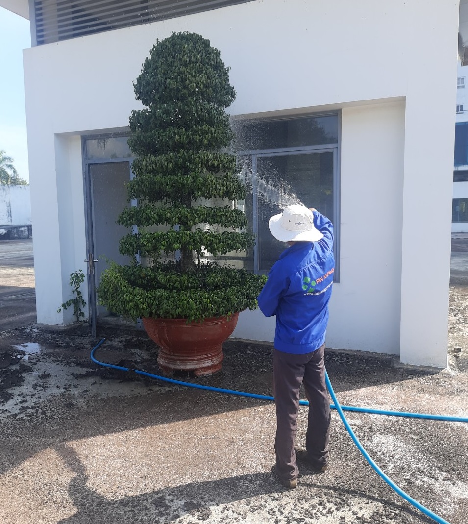 Quy trình cắt tỉa cây xanh Quy trình cắt tỉa cây xanh