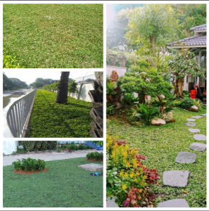 Dịch vụ trồng cỏ