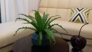 noi-that-xanh-chuyen-cung-cap-cay-van-phong-binh-duong