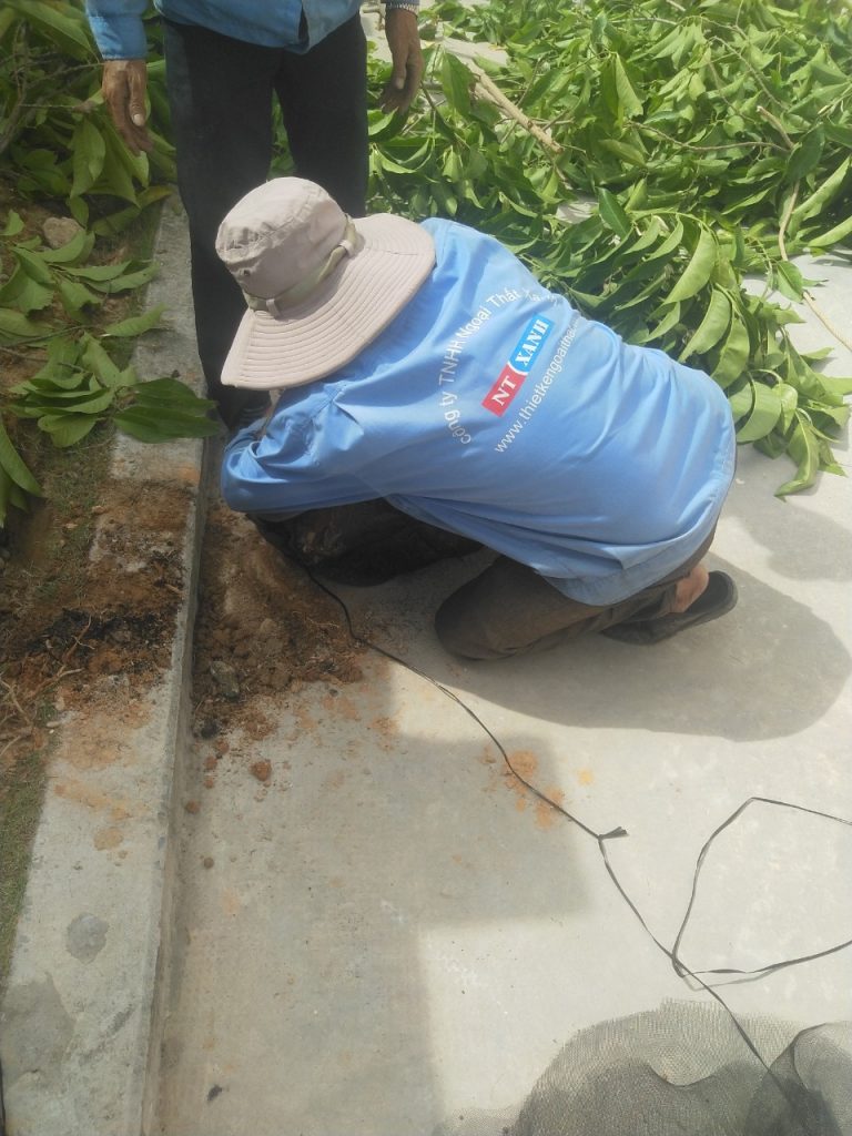 Chăm Sóc Cây Xanh