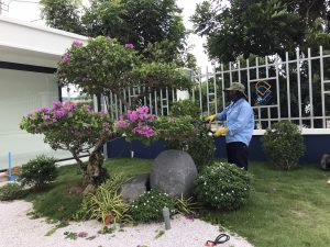 cắt tỉa cây cảnh an-khang