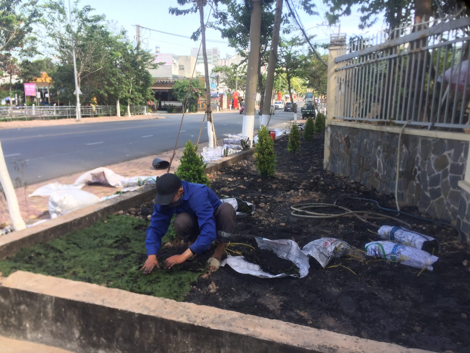 Vì sao nên lựa chọn dịch vụ chăm sóc cây xanh chuyên nghiệp Vì sao nên lựa chọn dịch vụ chăm sóc cây xanh chuyên nghiệp