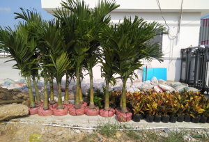 dịch vụ trồng cây xanh tại bình dương