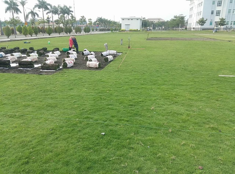 Dịch vụ trồng cỏ Tây Ninh