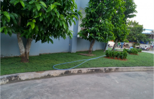 dich-vu-trong -va-cham-soc-co-o-long-an