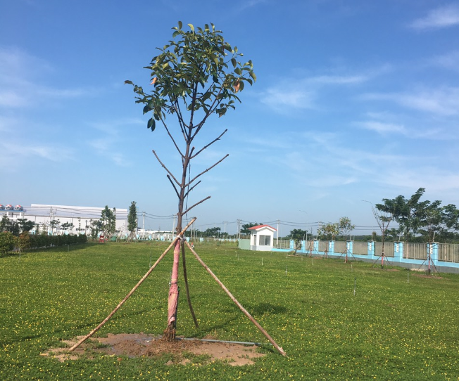 Chăm sóc cây xanh xung quanh nhà máy Cheng Loong KCN An Tây