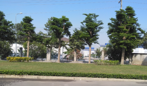 Thi công trồng cỏ chăm sóc cây xanh Mỹ Phước Bình Dương