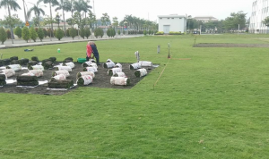 Thi công trồng cỏ chăm sóc cây xanh tại Bến Cát Bình Dương