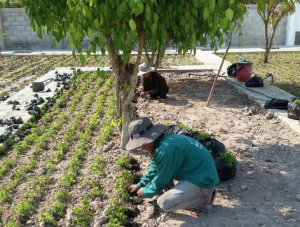 Dịch vụ thi công trồng cỏ chăm sóc cây xanh Thuận An Bình Dương