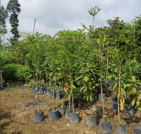 Những cây giống được chăm sóc ở Thủ Dầu Một