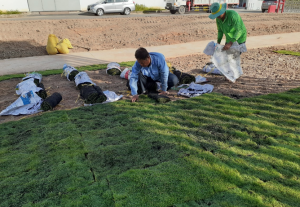Trồng cỏ chăm sóc cây xanh tại Thủ Dầu Một