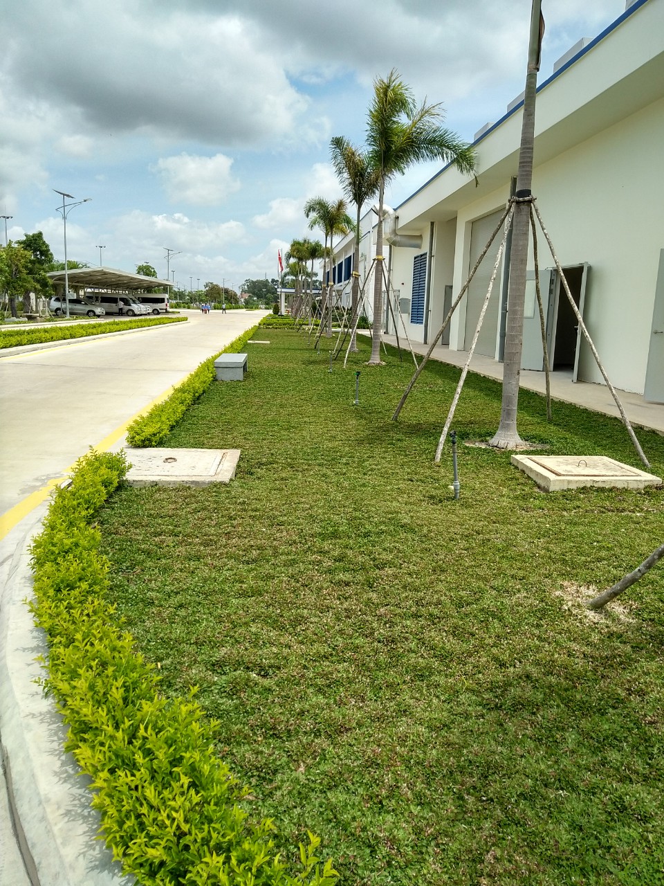Thảm cỏ lá gừng mới trồng đang phát triển tươi tốt