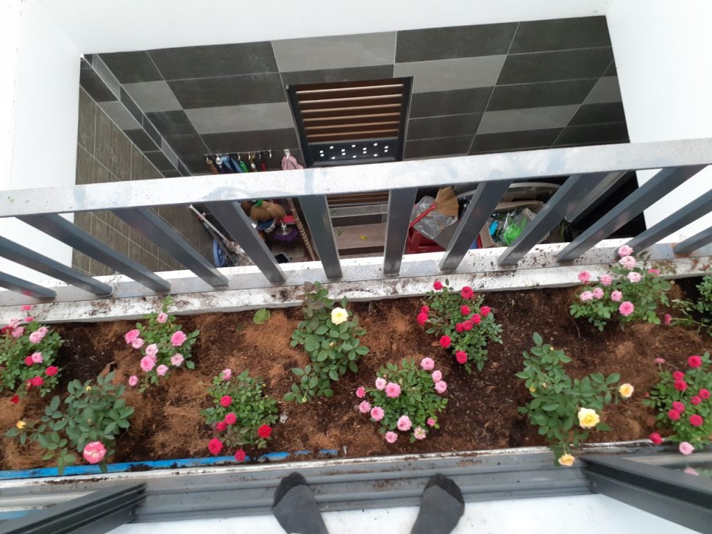 Chăm Sóc Cây Xanh