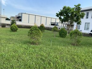 Thi công trồng cỏ và chăm sóc cây xanh các khu công nghiệp tại Tây Ninh