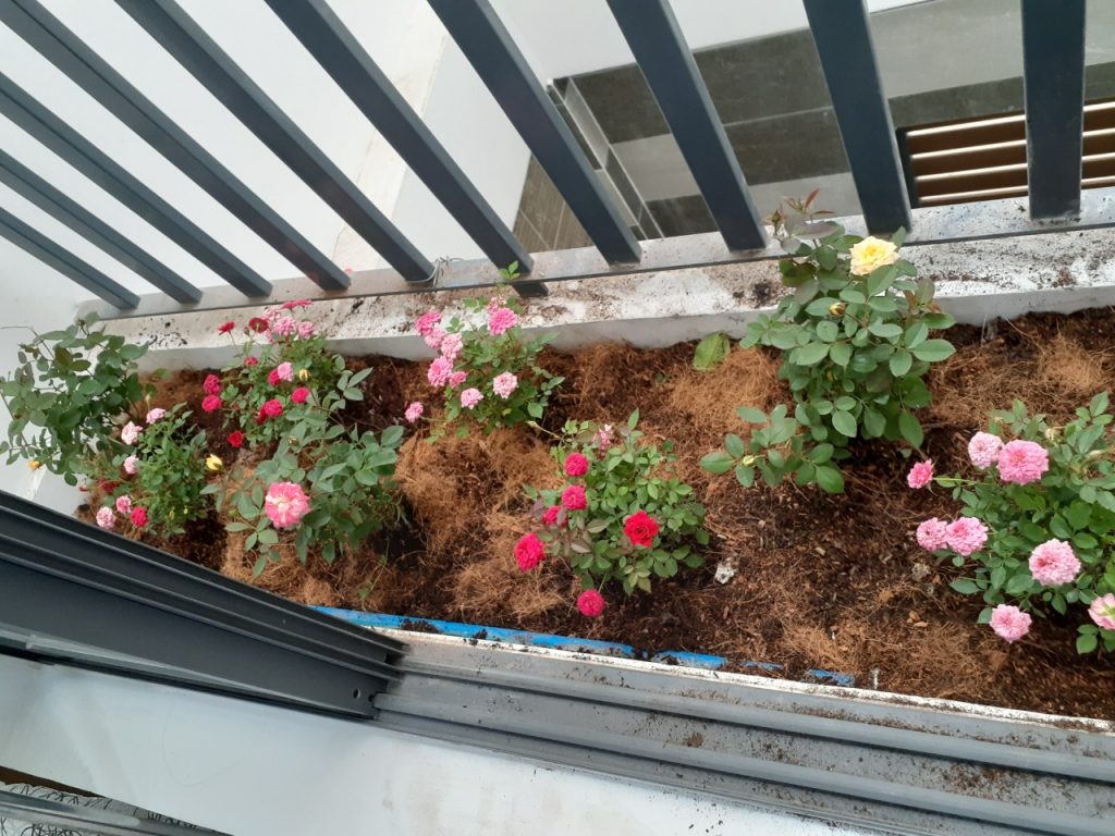 Chăm Sóc Cây Xanh