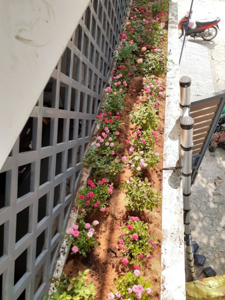 Chăm Sóc Cây Xanh