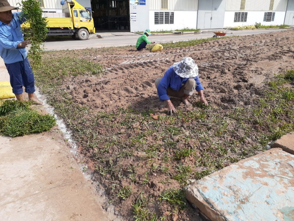 Chăm Sóc Cây Xanh