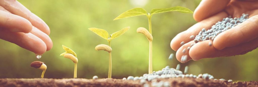 Chăm Sóc Cây Xanh