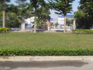 Chăm sóc cây xanh Đồng Nai