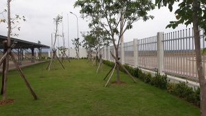 Công ty cây xanh tiền giang