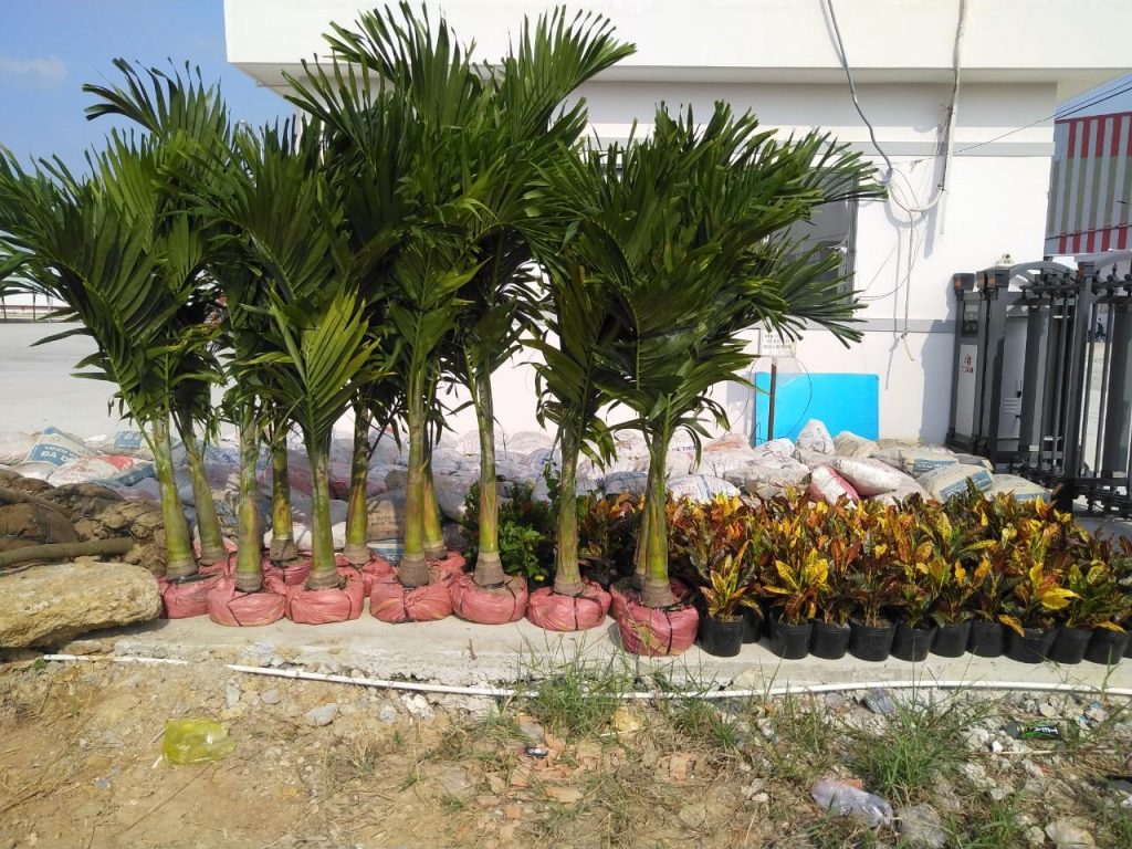 Chăm Sóc Cây Xanh