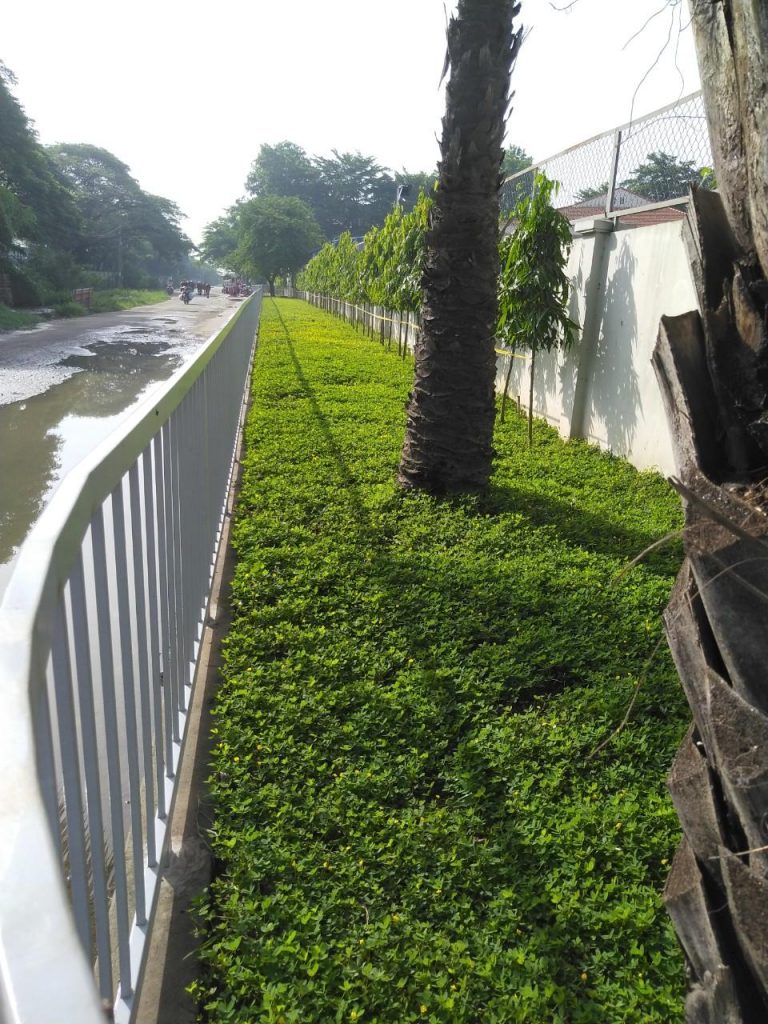 Chăm Sóc Cây Xanh