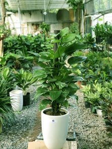 Cây xanh phong thủy cho văn phòng tại Củ Chi