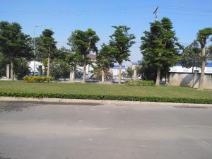 Dịch vụ chăm sóc cây xanh Củ Chi