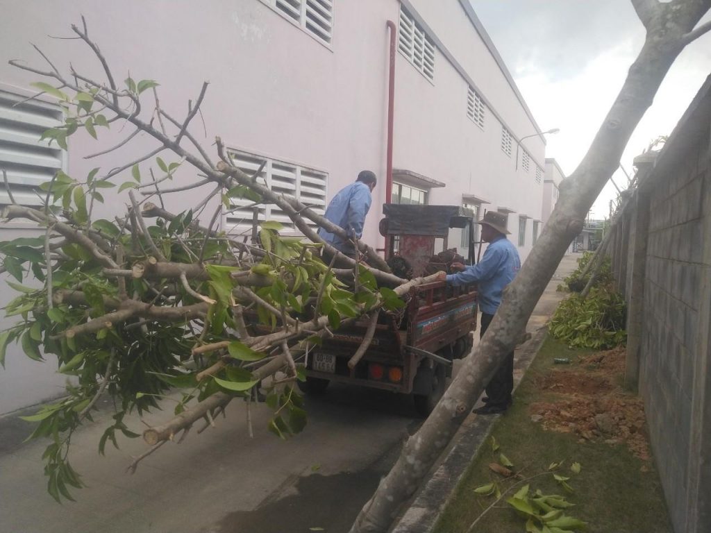 Chăm Sóc Cây Xanh