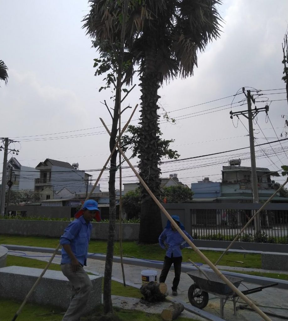 Chăm Sóc Cây Xanh