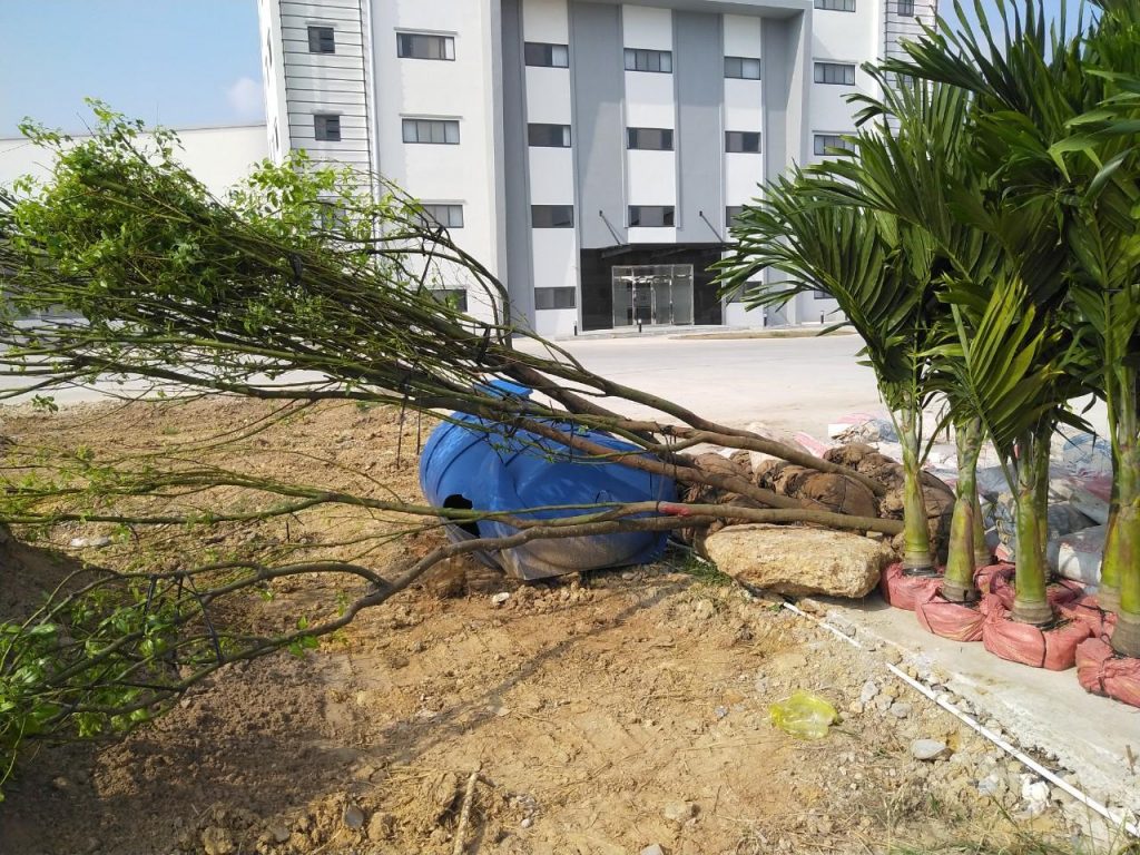 Chăm Sóc Cây Xanh