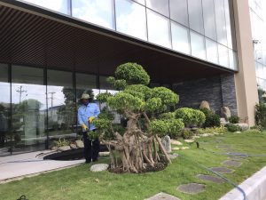 Dịch vụ cắt tỉa cây xanh tại Củ Chi