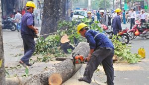 Dịch vụ chặt cây xanh tại Củ Chi