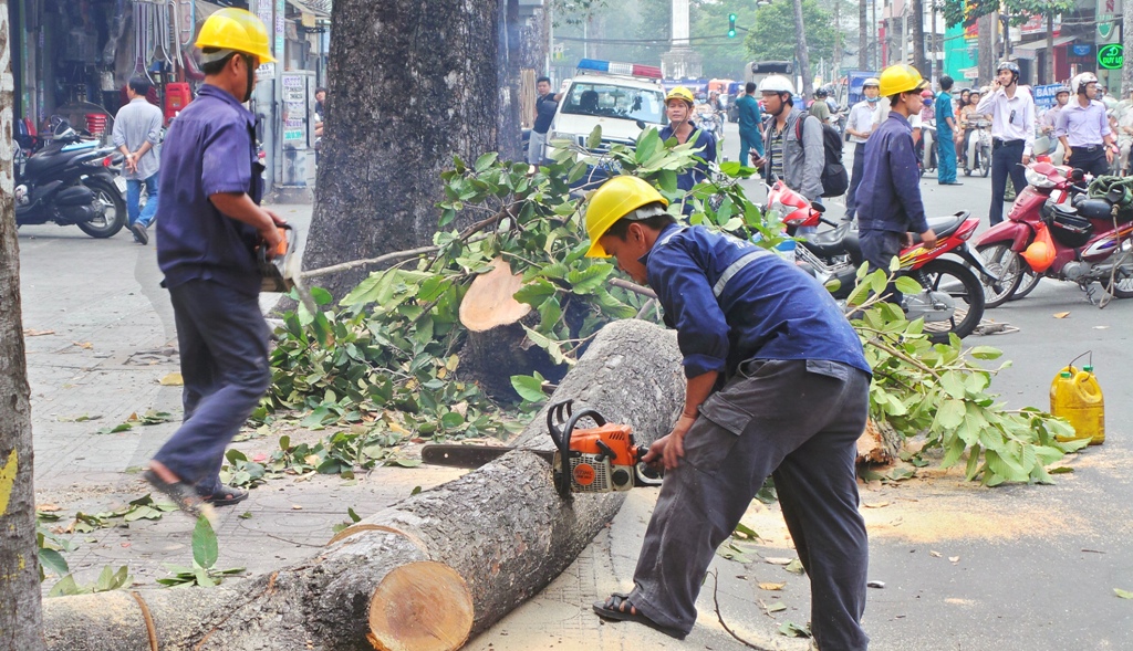 Dịch vụ chặt cây xanh tại Củ Chi