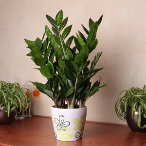 Cho thuê cây xanh kiểng văn phòng tại Củ Chi