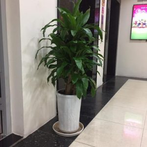 Mua bán cây xanh kiểng giá tốt Củ Chi