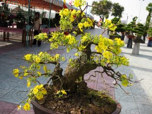 Dịch vụ cho thuê chậu mai tết giá rẻ ở Bình Dương