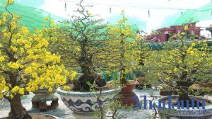 Đơn vị mua bán cho thuê mai tết Bình Dương giá rẻ