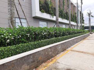 chăm sóc cảnh quan KCN Tân Hải giá rẻ