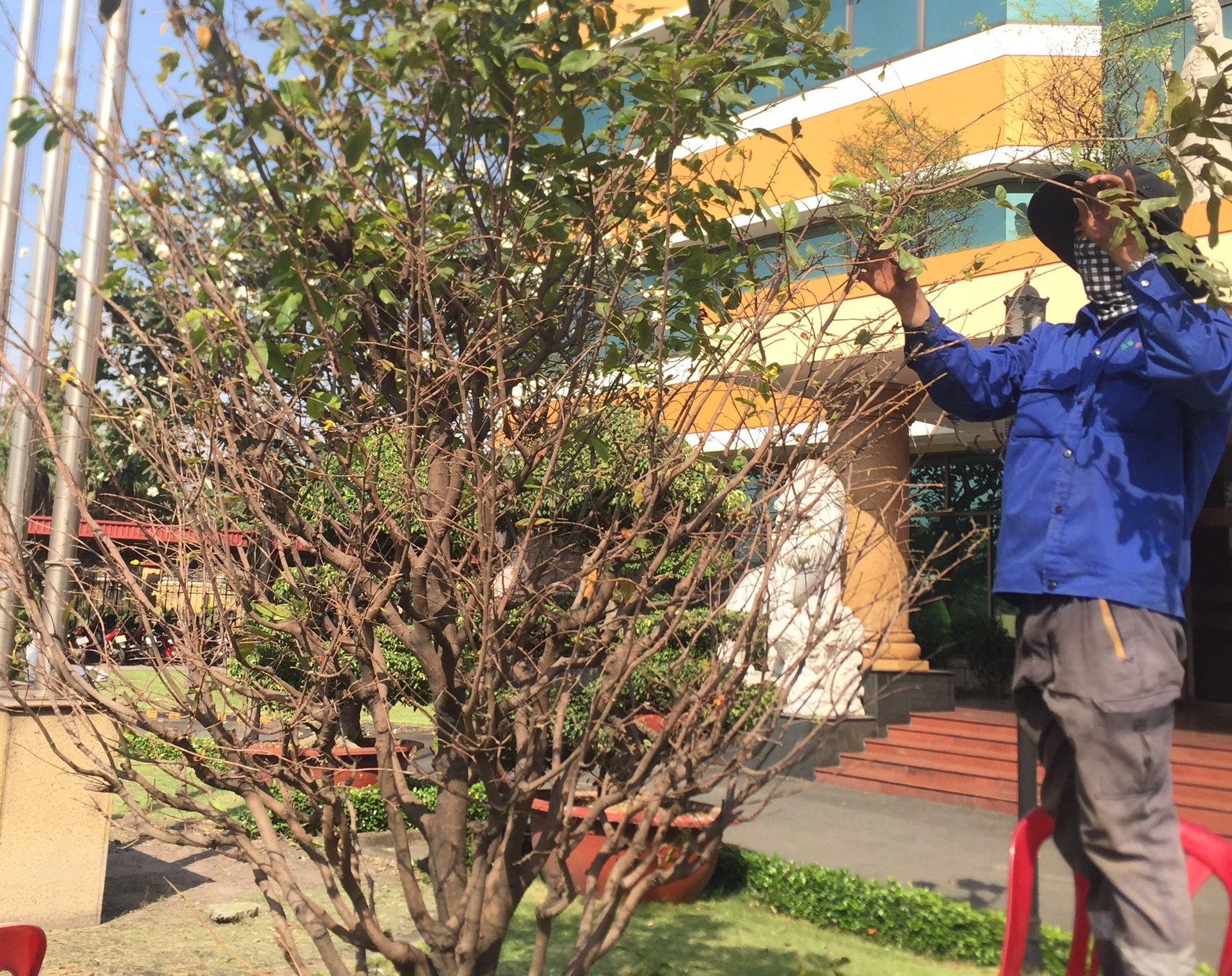 Thực hiện chăm sóc cảnh quan khu công nghiệp Tân Hải Bình Thuận