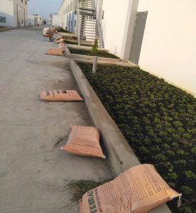 Công ty trồng cỏ trồng cây xanh tại KCN Hàm Kiêm uy tín