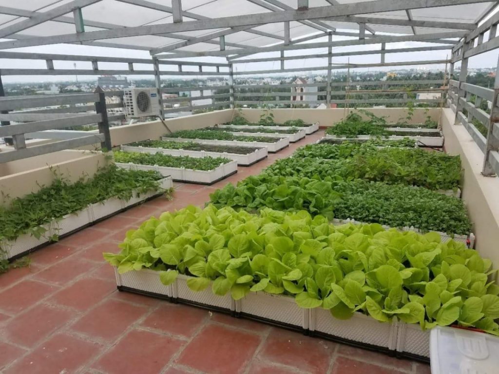 Chăm Sóc Cây Xanh
