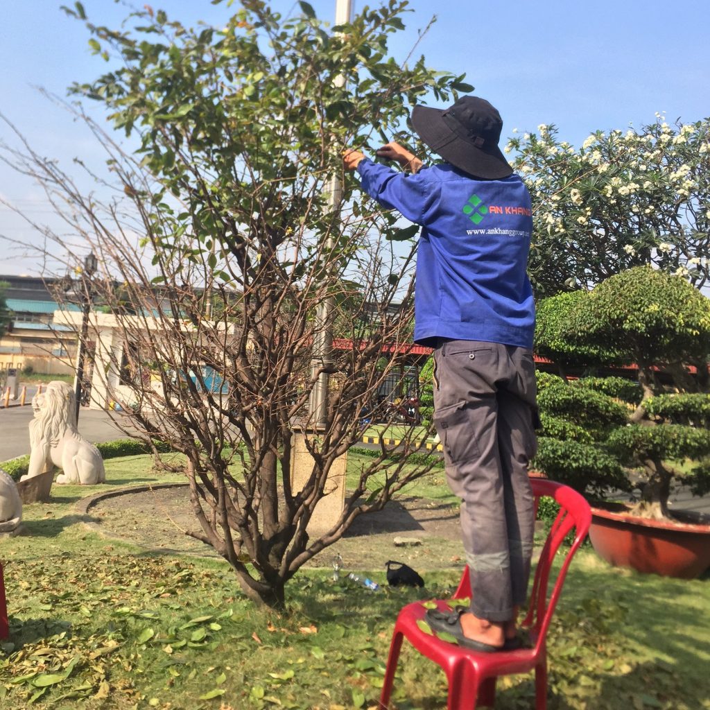 Chăm Sóc Cây Xanh