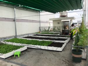 Thi công trồng rau sân thượng tại Bình Dương