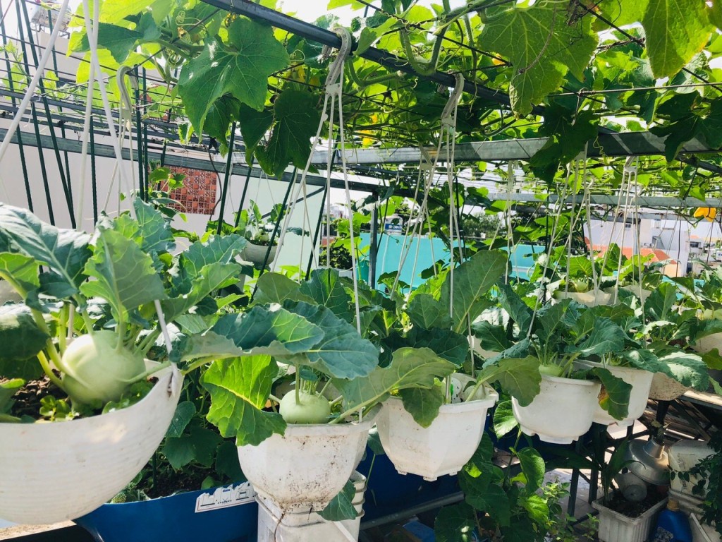 Vườn rau chậu cây treo trên sân thượng