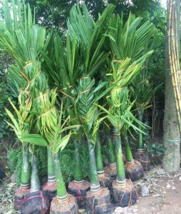 Cây xanh công trình tại Bình Dương