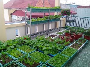 Lắp đặt hệ thống trồng rau sạch trên sân thượng tại Bình Dương